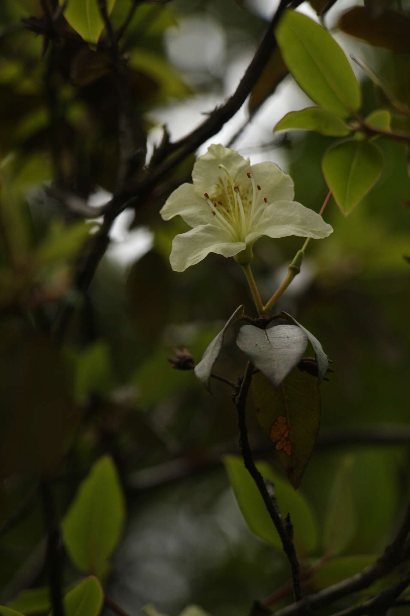 Plancia ëd Rhododendron triflorum Hook. fil.