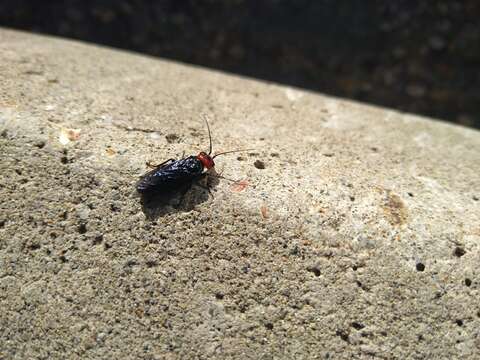 Imagem de Acantholyda erythrocephala (Linnaeus)