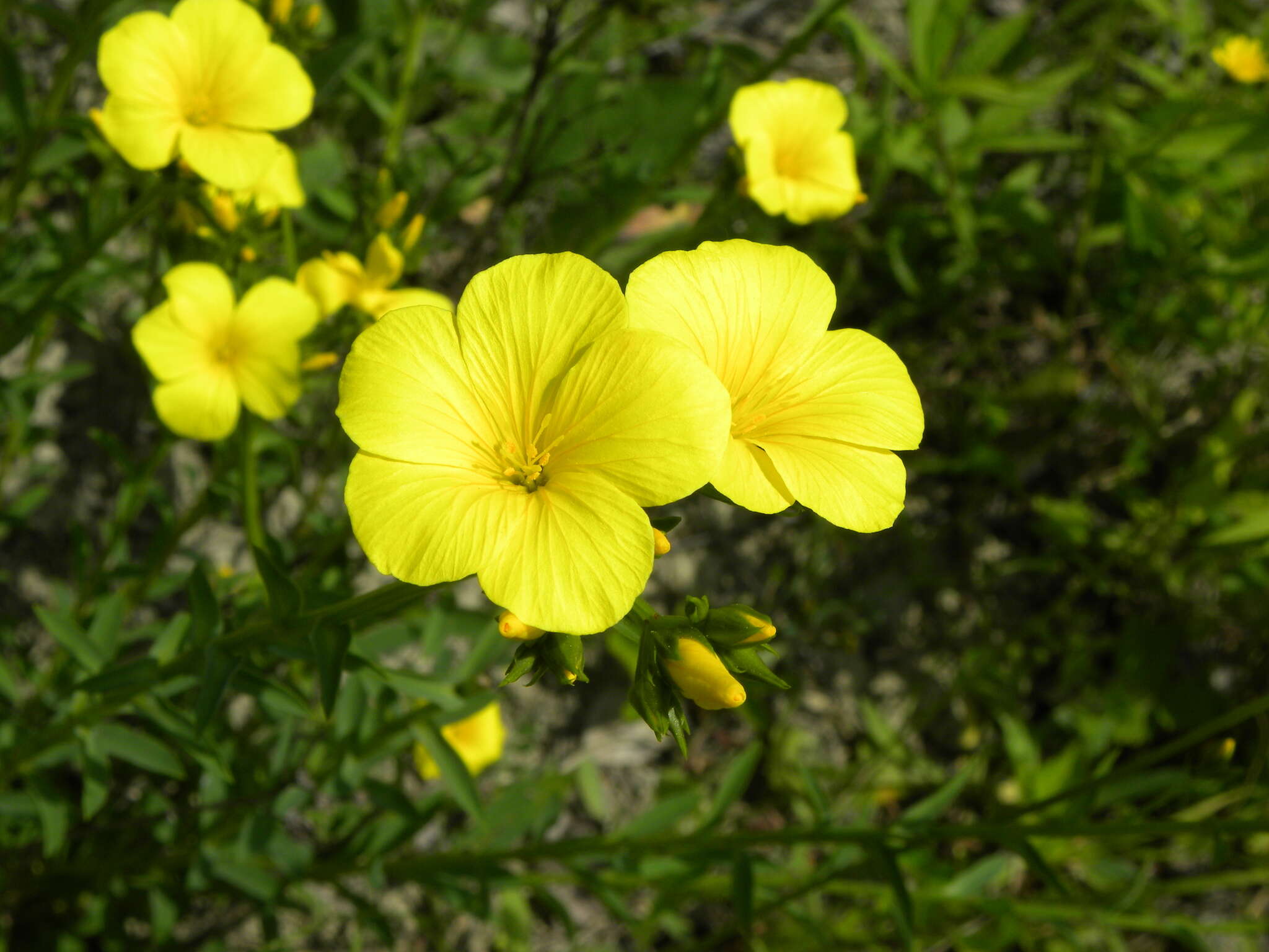 Image of golden flax