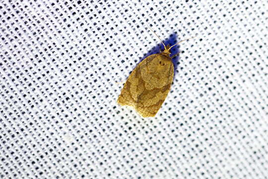 Image of summer fruit tortrix