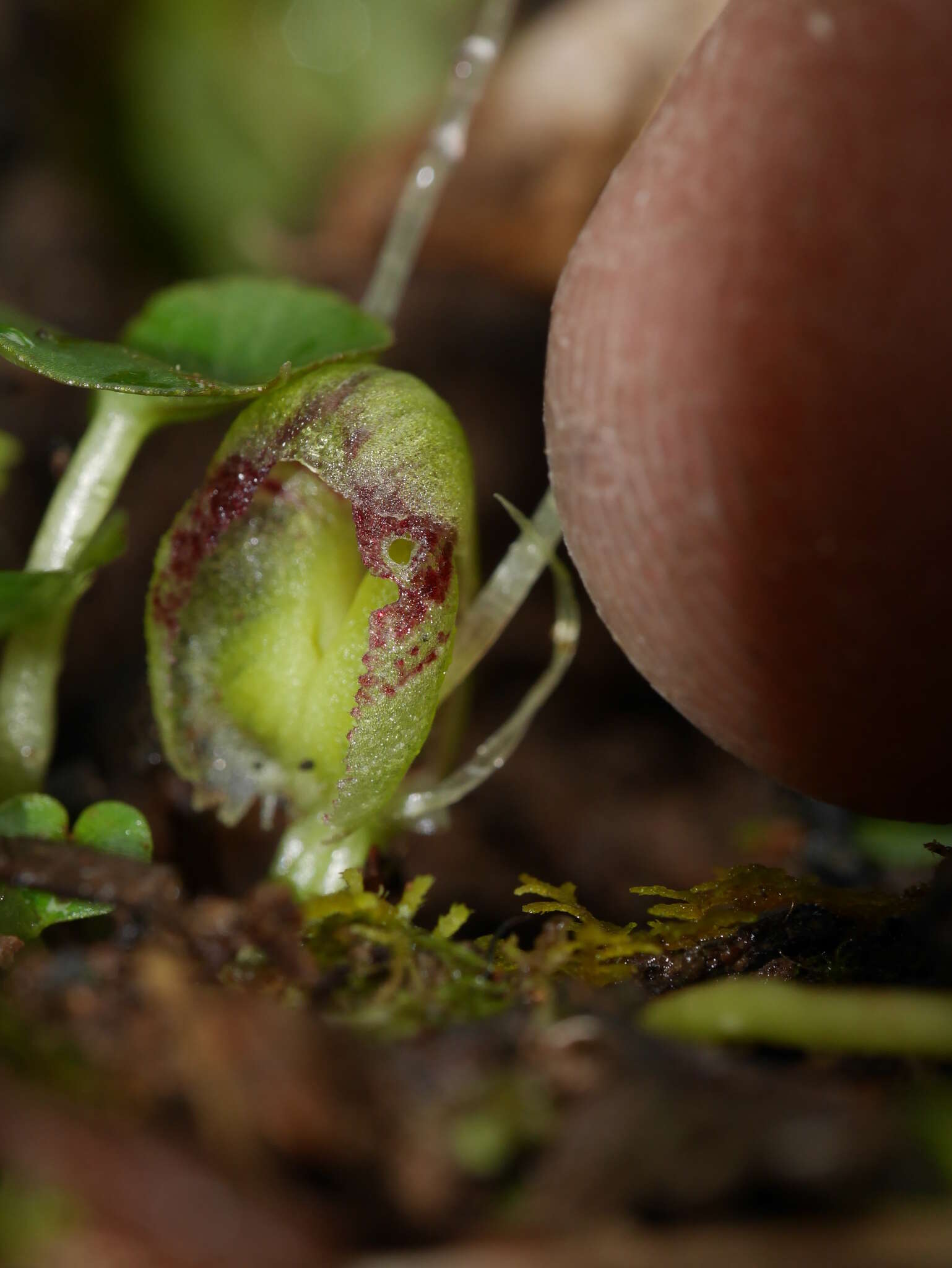 Image of Zeller's spider orchid