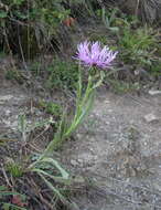 Слика од Centaurea cheiranthifolia subsp. willdenowii (Czer.) A. D. Mikheev