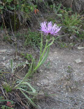 Image of Centaurea cheiranthifolia Willd.