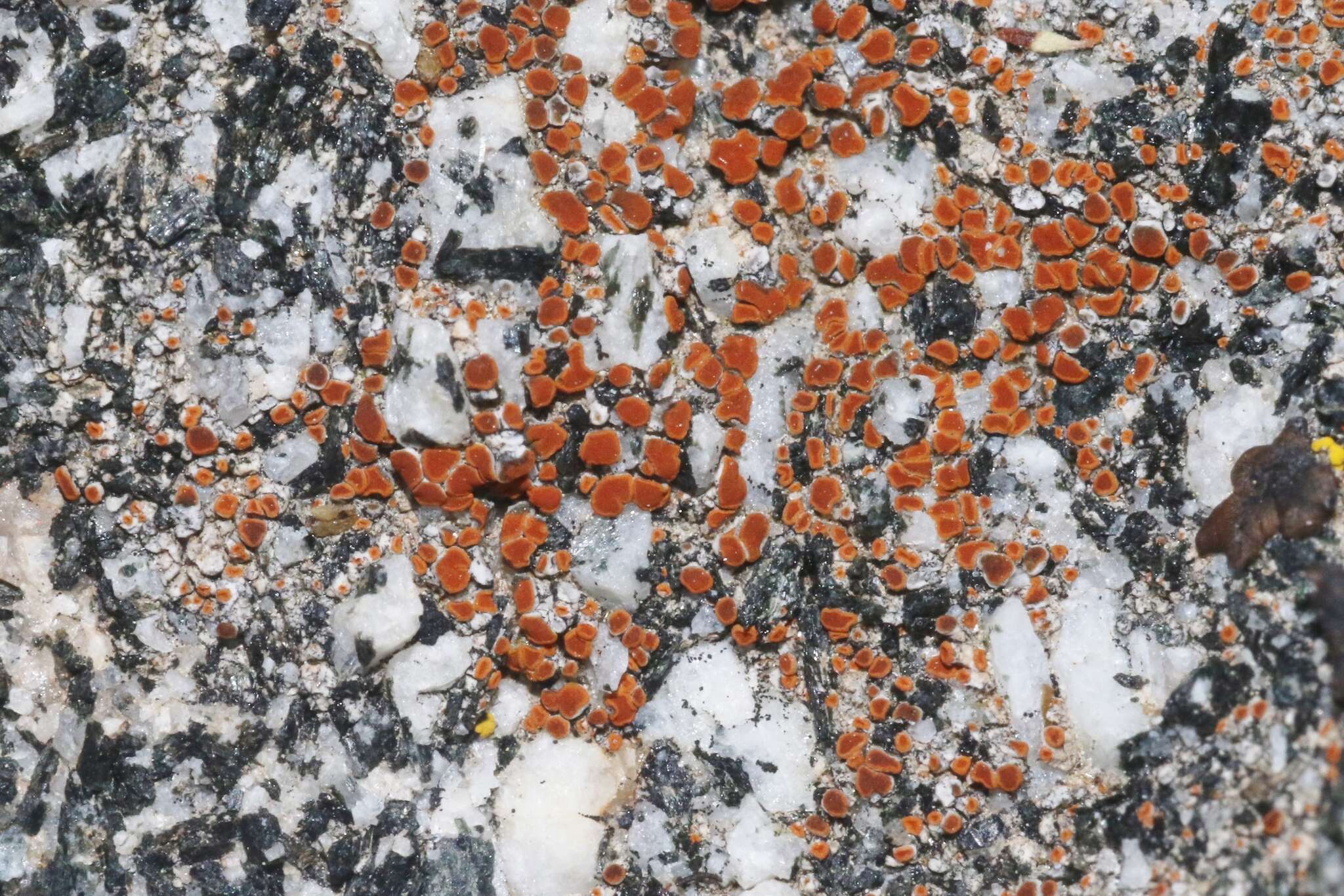 Image of sandwort orange lichen