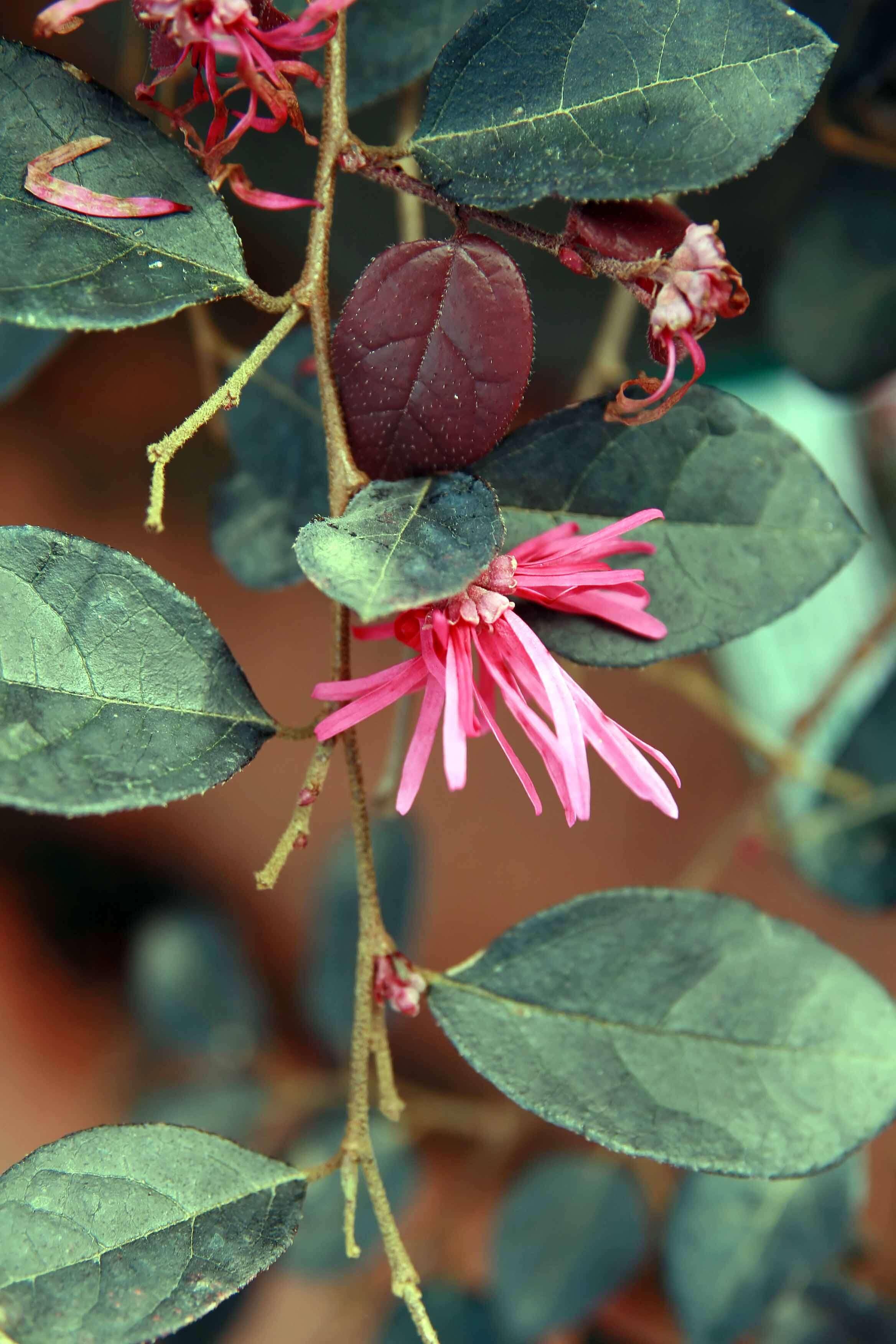 صورة Loropetalum chinense (R. Br.) Oliv.