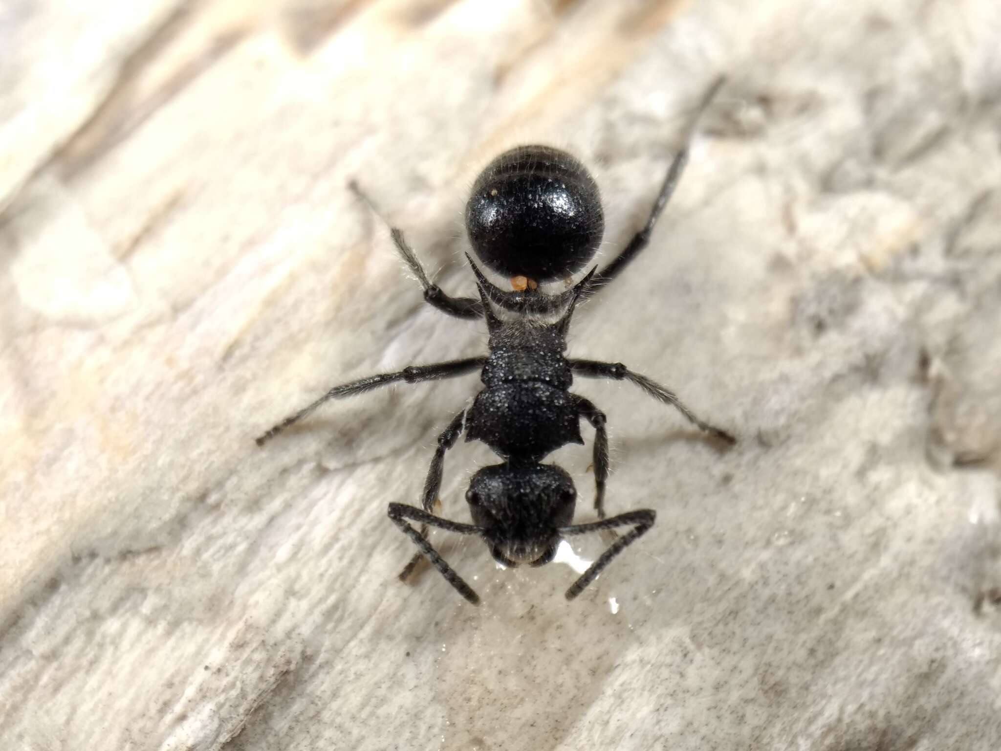 Plancia ëd Polyrhachis punctiventris Mayr 1876