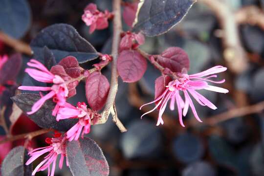 صورة Loropetalum chinense (R. Br.) Oliv.