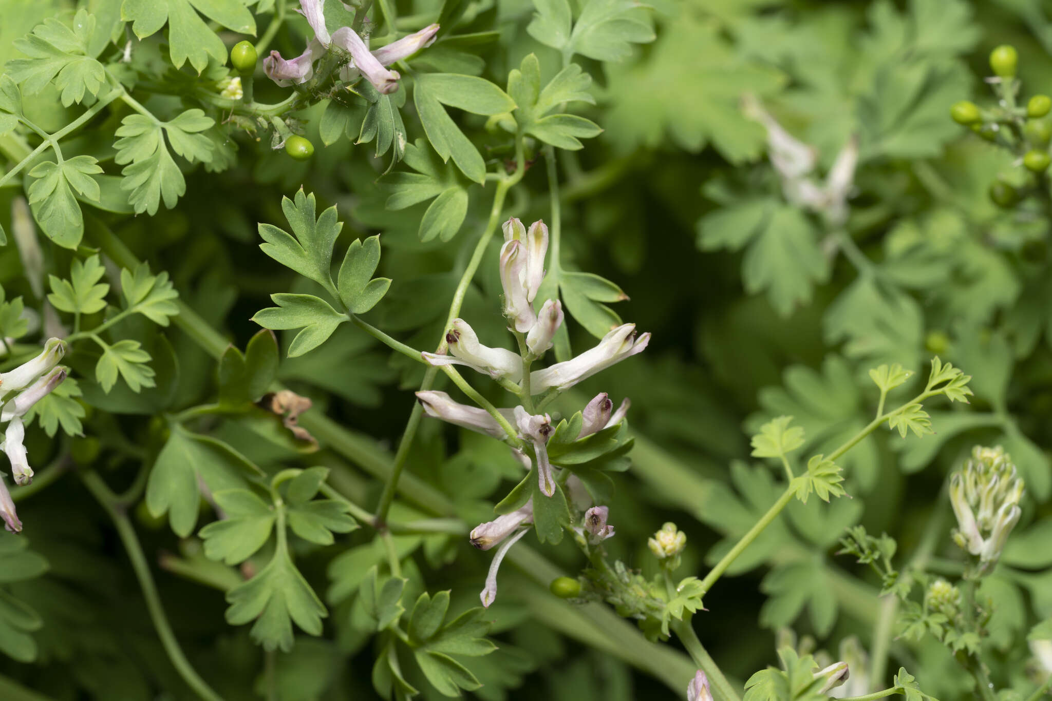 Image of Fumaria judaica subsp. judaica