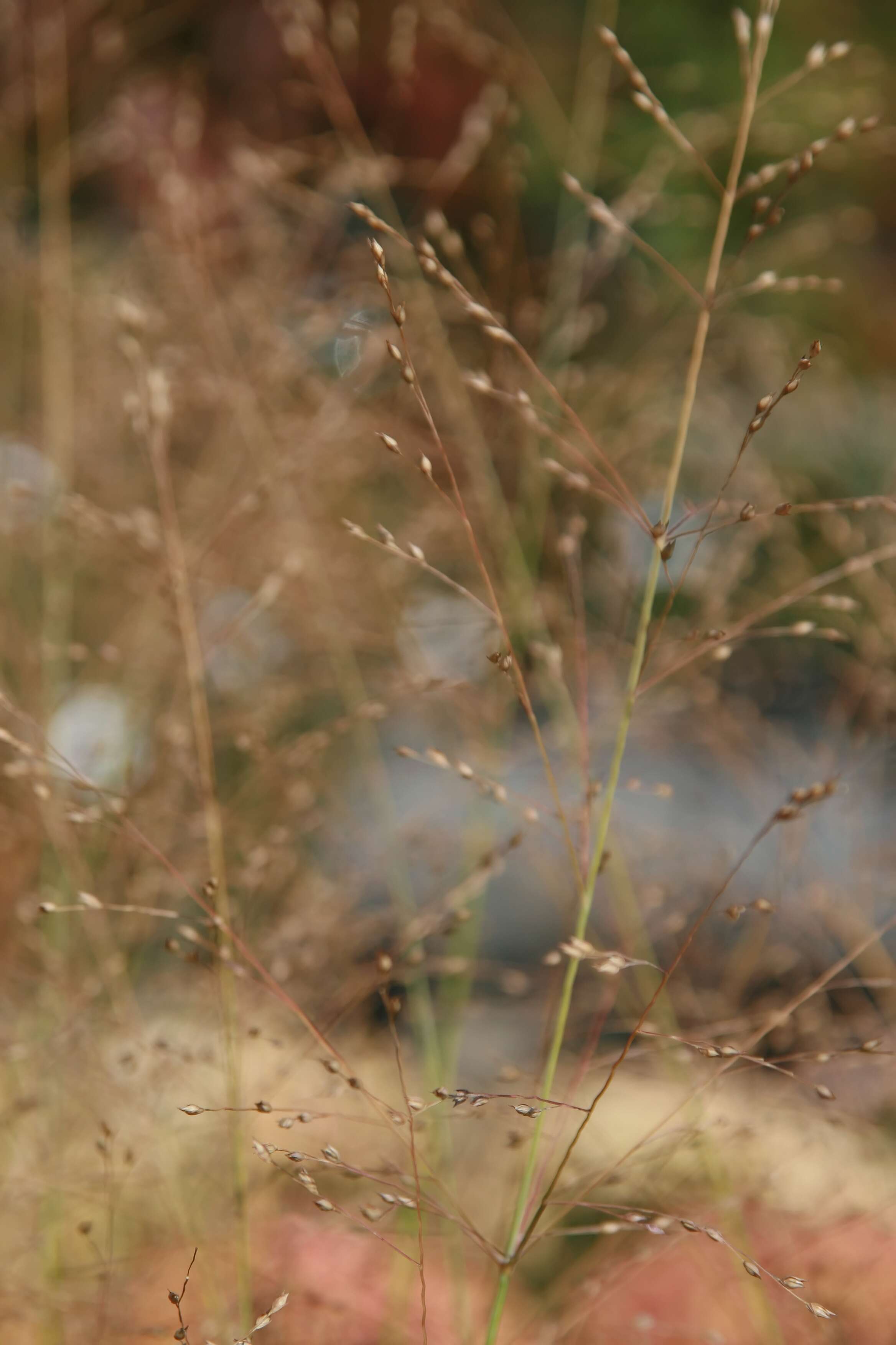 Imagem de Panicum virgatum L.