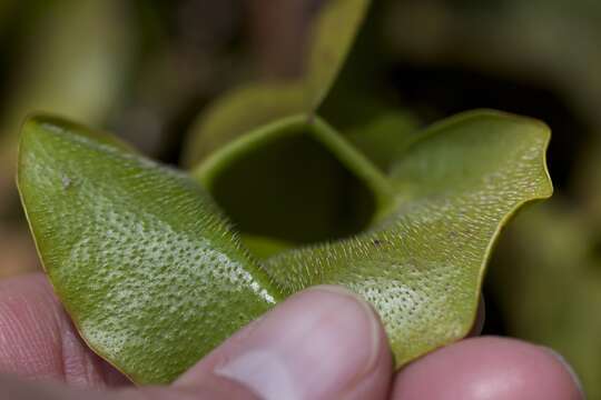 Image of Sarracenia purpurea var. montana D. E. Schnell & R. O. Determann