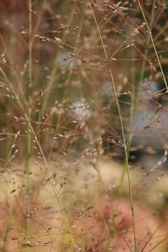 Imagem de Panicum virgatum L.