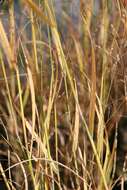 Imagem de Panicum virgatum L.