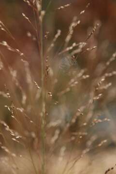 Imagem de Panicum virgatum L.