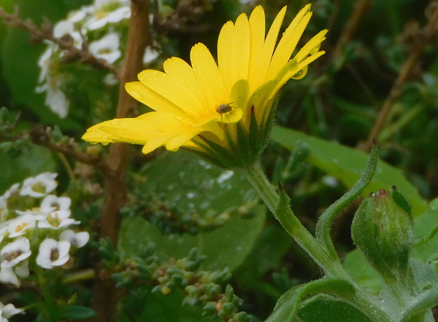 Image of Calendula suffruticosa subsp. algarbiensis (Boiss.) Nym.