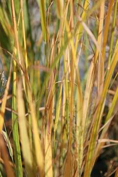 Imagem de Panicum virgatum L.