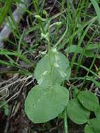 Image of Broadlipped twayblade