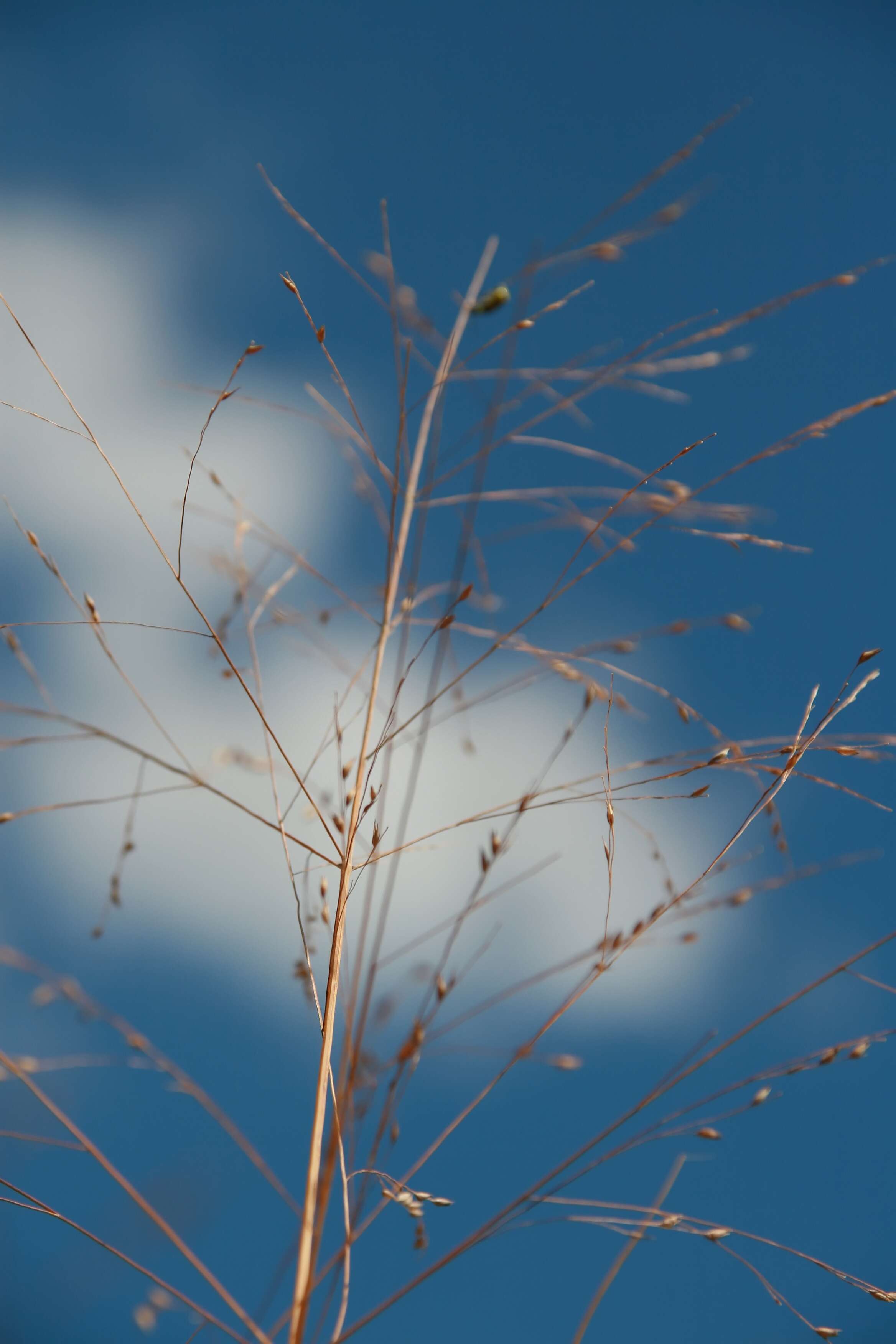 Imagem de Panicum virgatum L.