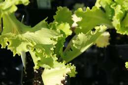 Image of garden lettuce