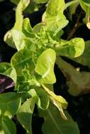 Image of garden lettuce