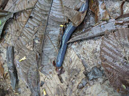 Image of Caecilia orientalis Taylor 1968