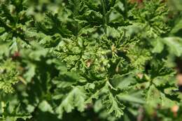 Imagem de Pelargonium odoratissimum (L.) L'Her.