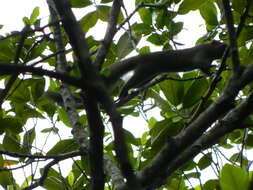 Image of Gray-bellied Squirrel