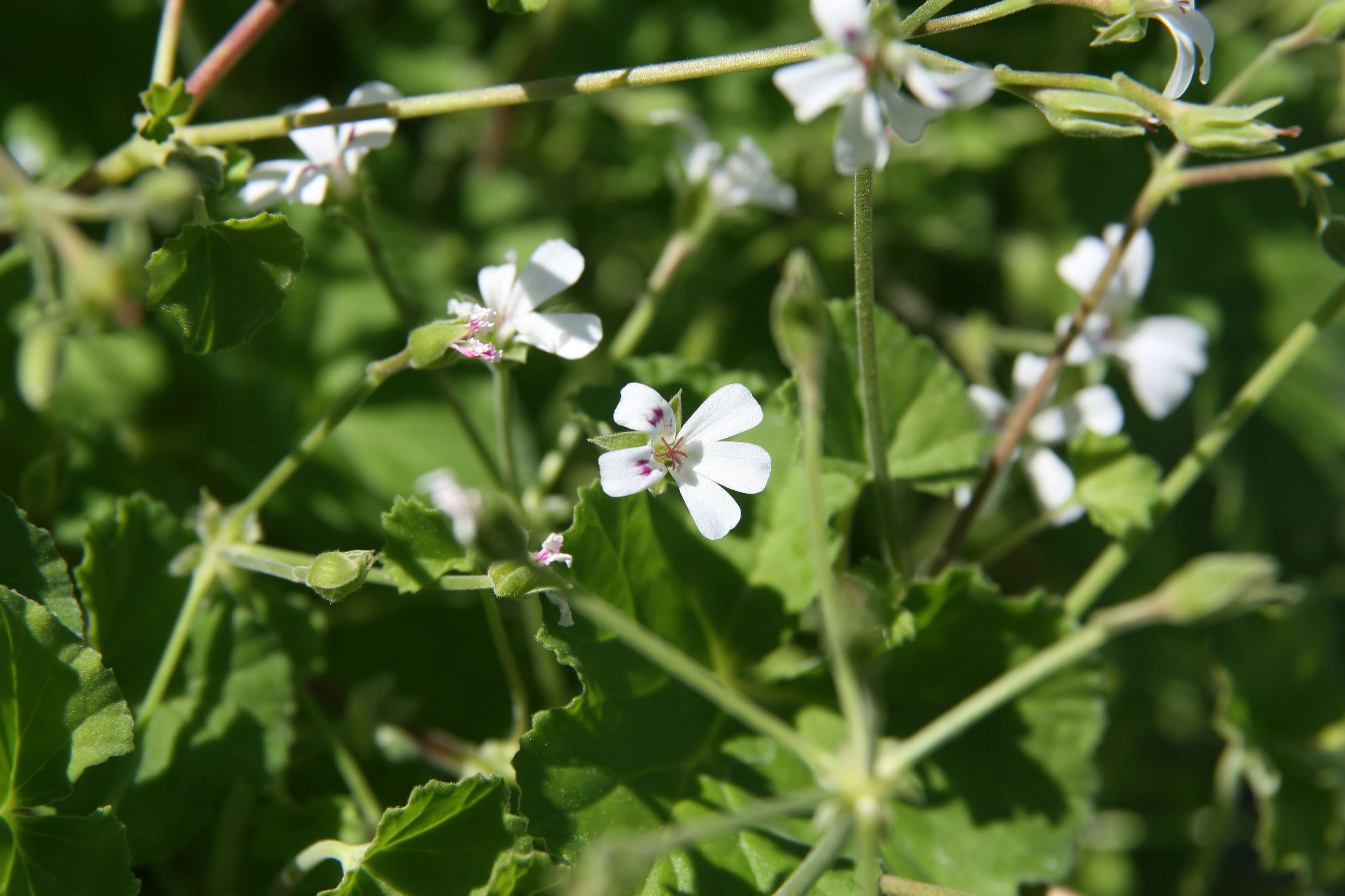 Imagem de Pelargonium odoratissimum (L.) L'Her.