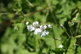 Imagem de Pelargonium odoratissimum (L.) L'Her.