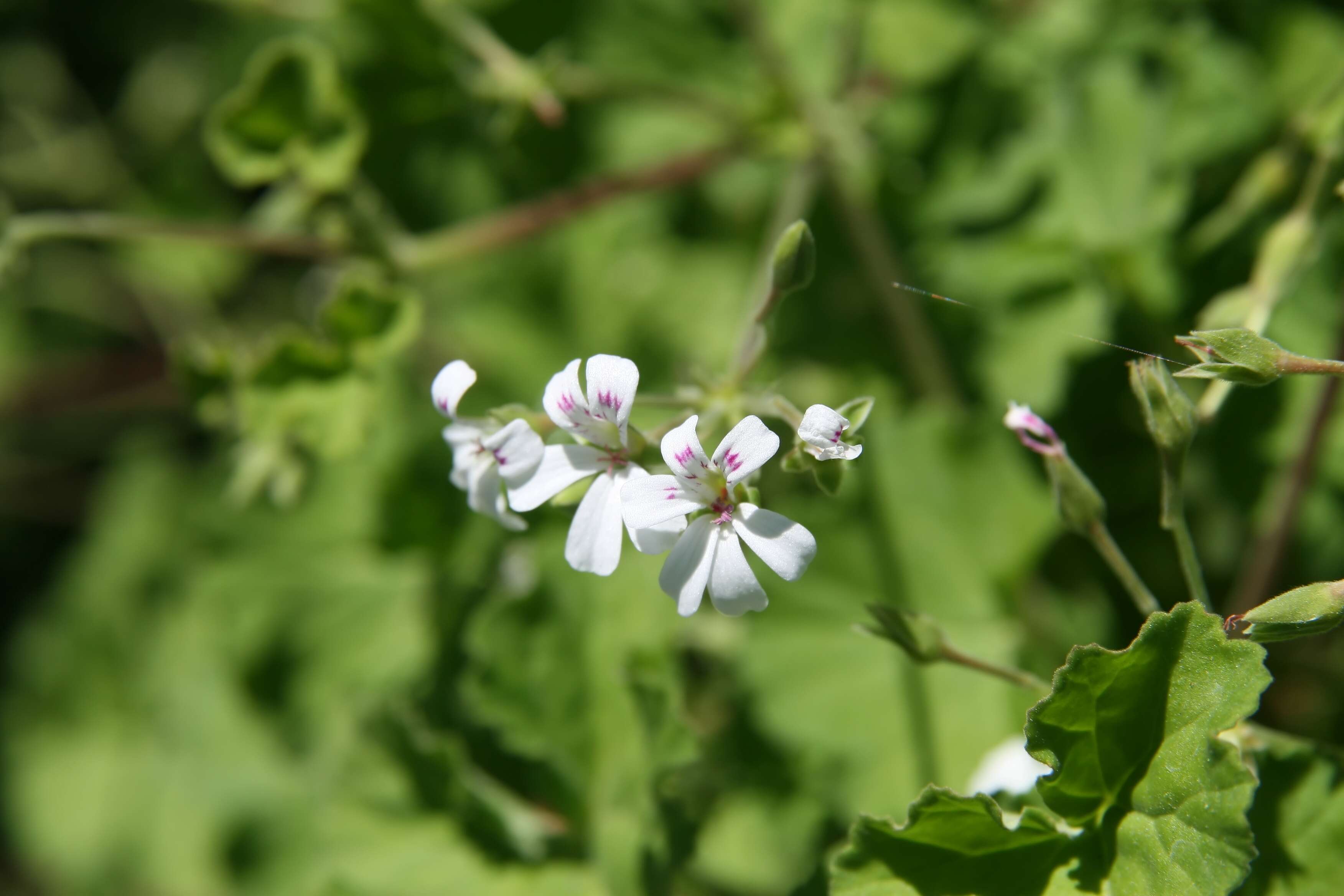 Imagem de Pelargonium odoratissimum (L.) L'Her.