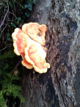 Image of Laetiporus gilbertsonii Burds. 2001