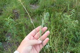 Image of Broom Rosette Grass