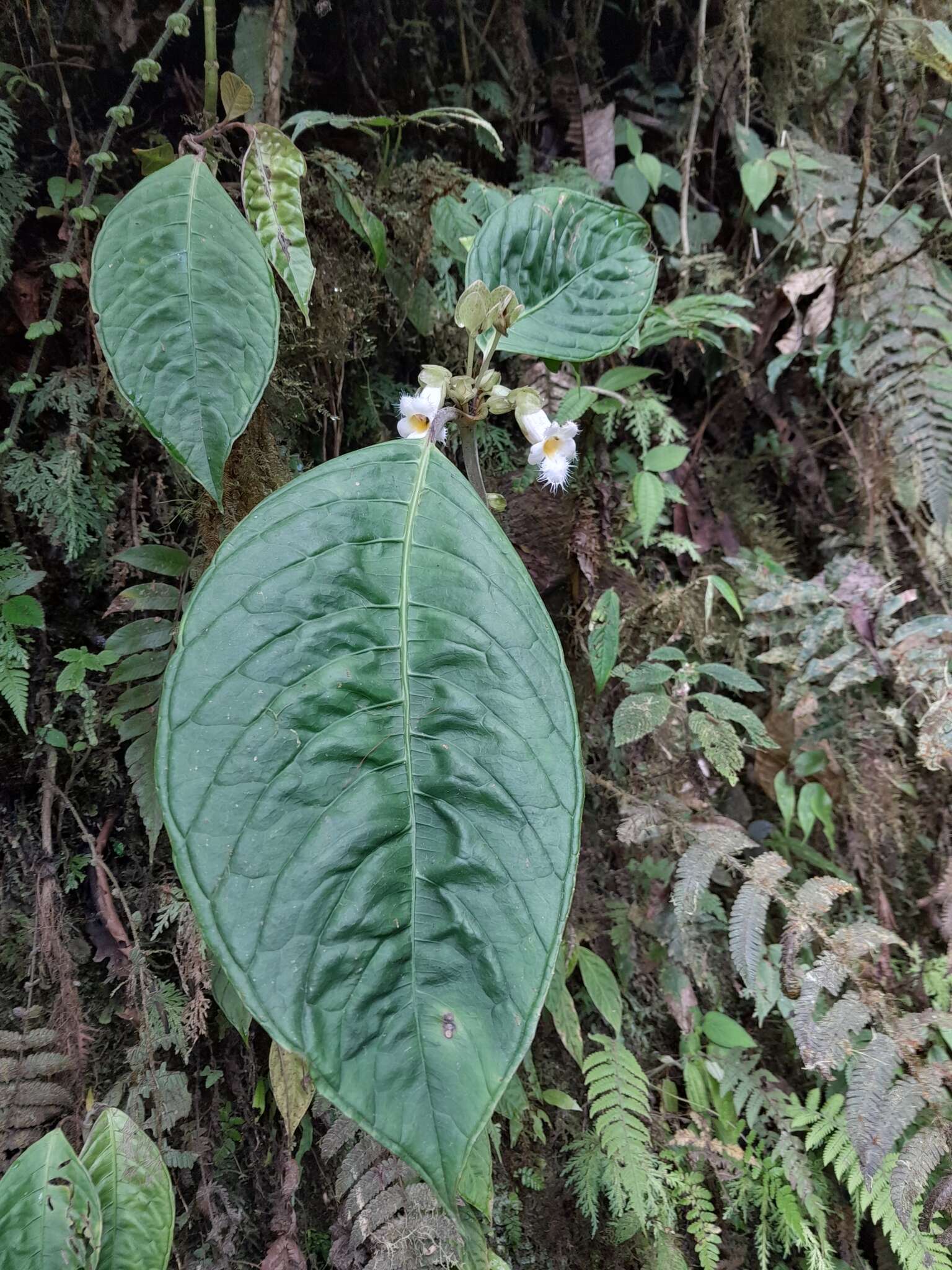 Image of Drymonia brochidodroma Wiehler