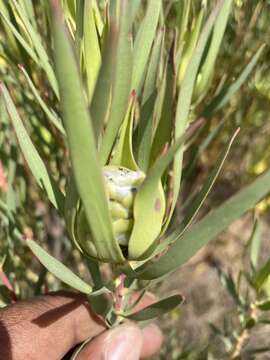 Image of Leucadendron lanigerum Buek ex Meissn.