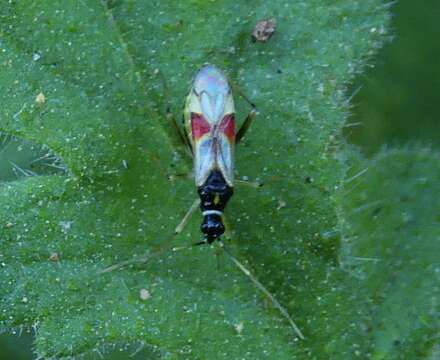 Image of Tupiocoris californicus (Stal 1859)