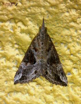 Image of Moth