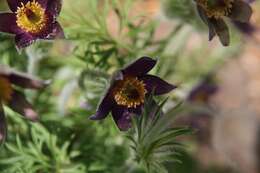 Image of pasqueflower