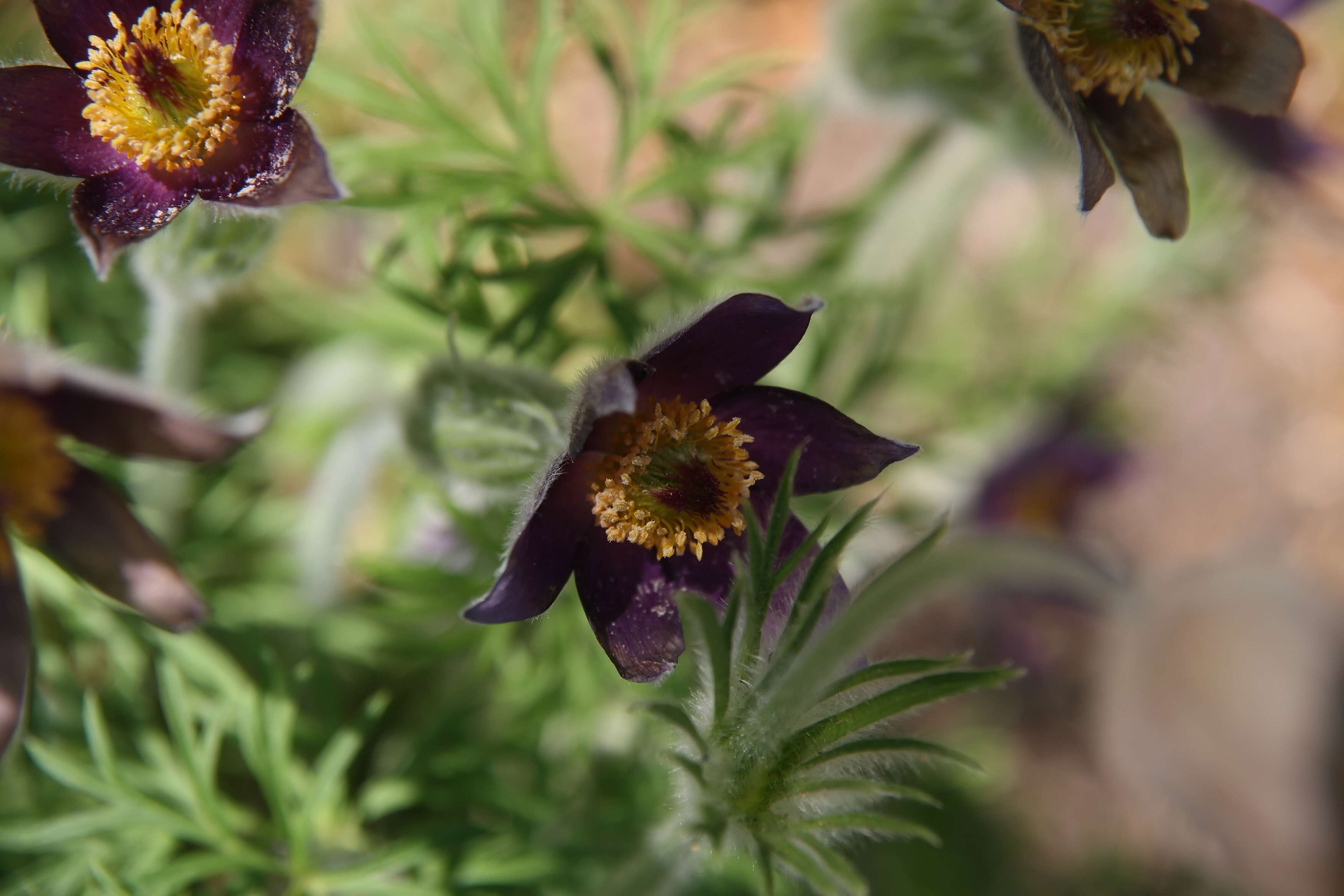 Image of pasqueflower