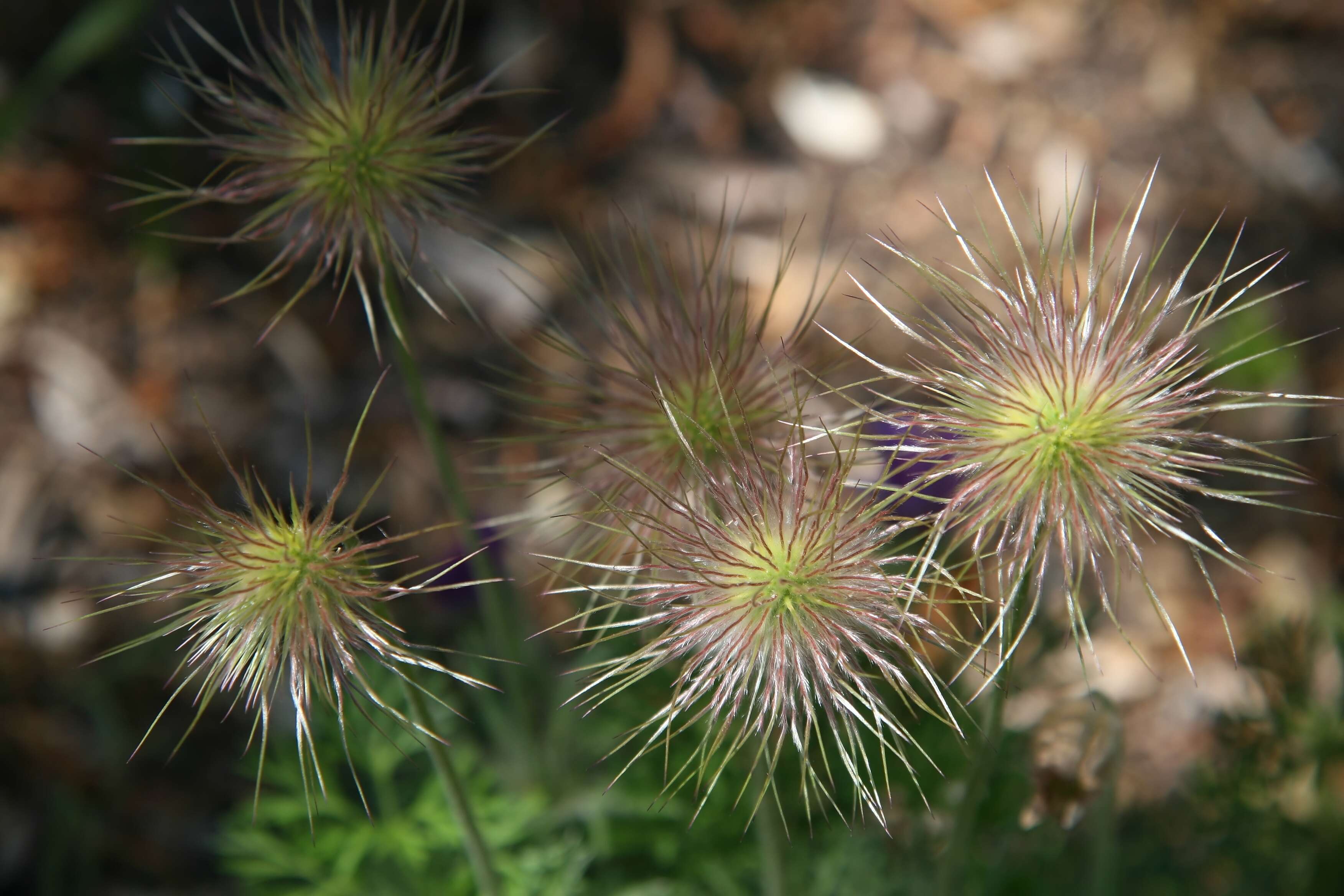 Image of pasqueflower