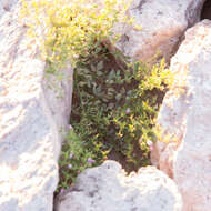 Image of Fagonia chilensis Hooker & Arnott