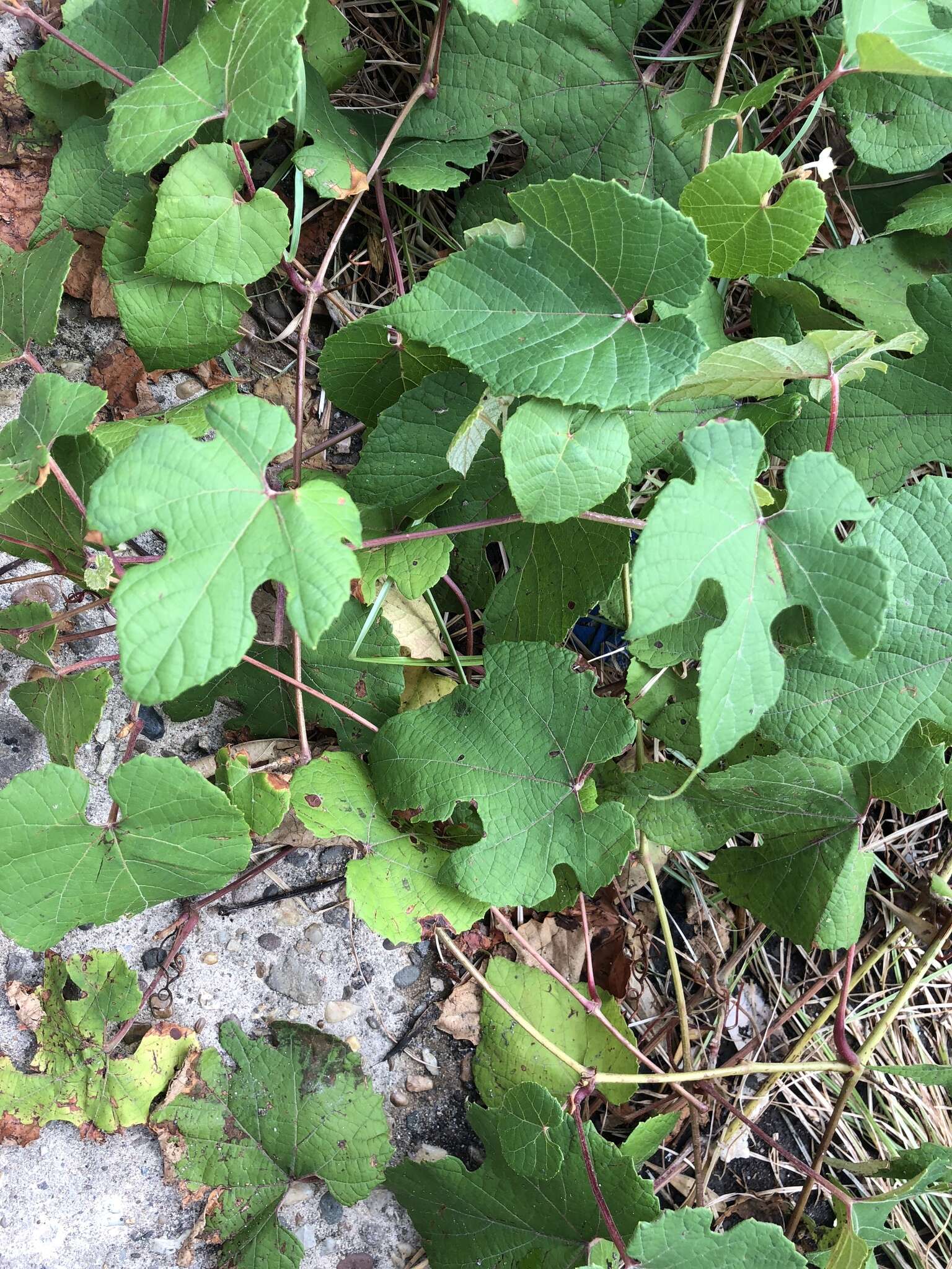 Image of Ampelopsis heterophylla var. vestita Rehd.