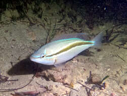 Image of Black stripe butterfish