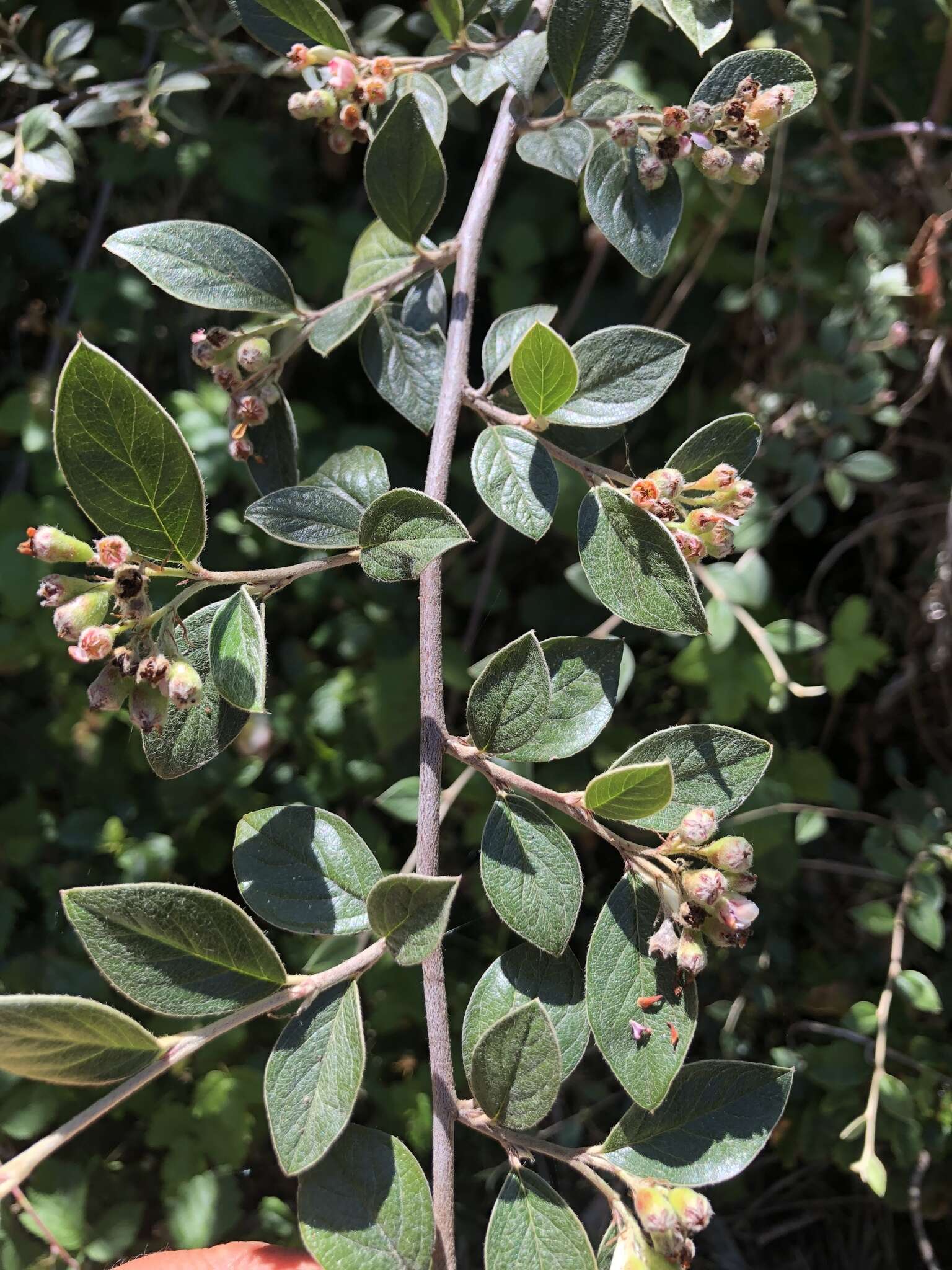 Sivun Cotoneaster pannosus Franch. kuva