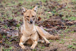 Image of Indian jackal