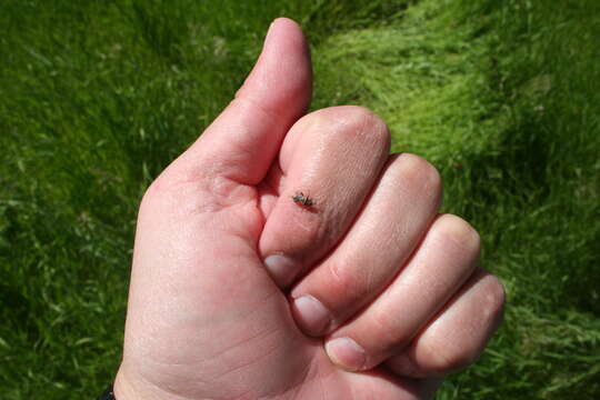 Image of Elm Seed Bug