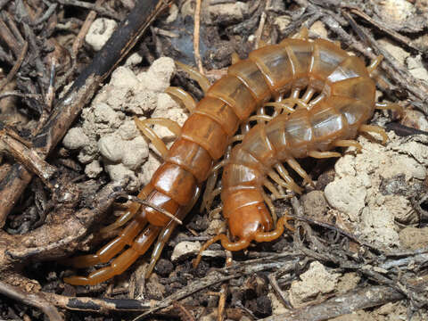 Image of Scolopendra cretica Lucas 1853