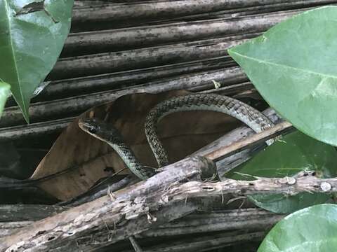 Image of Dendrelaphis striolatus (Peters 1867)