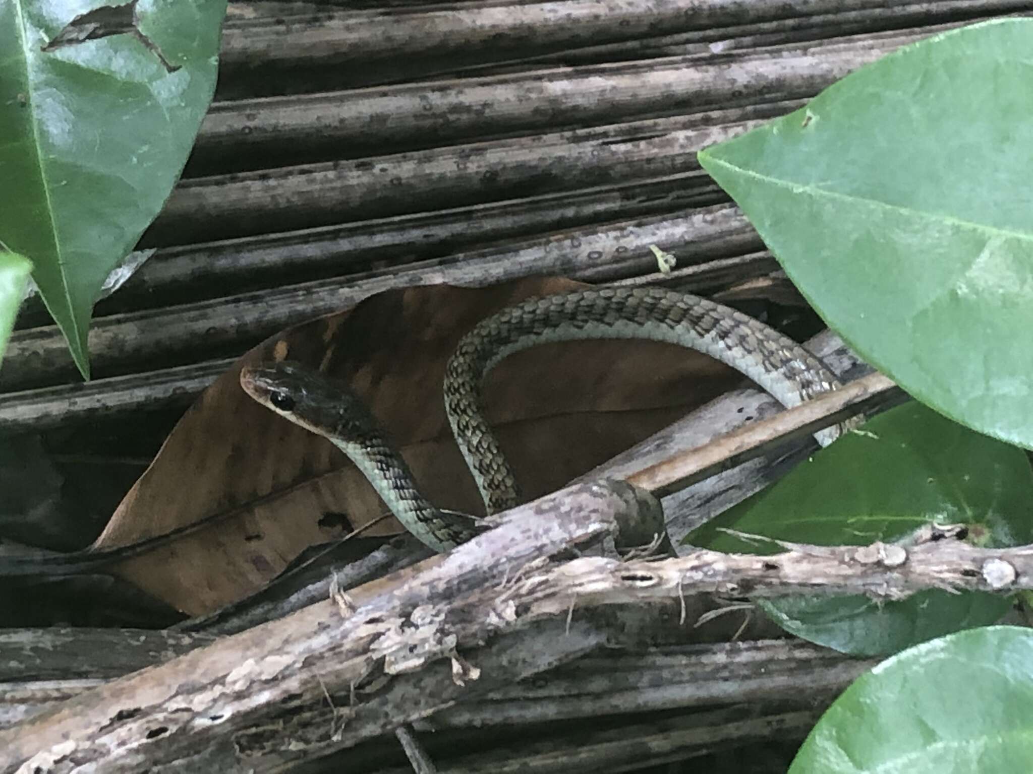 Imagem de Dendrelaphis striolatus (Peters 1867)