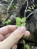 Image of Puerto Rico Brittleleaf