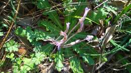 Image de Aphyllon uniflorum (L.) Torr. & A. Gray