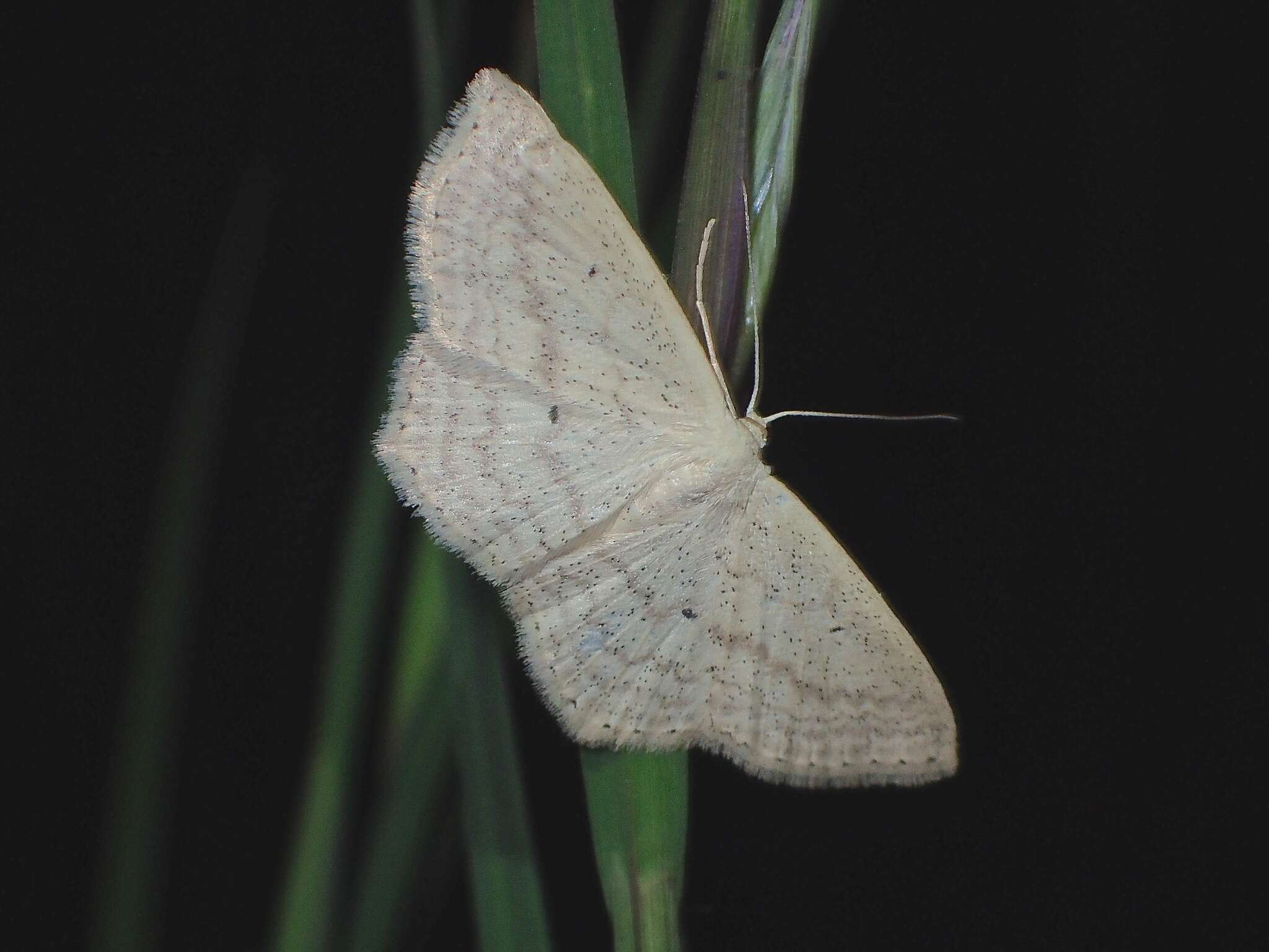 Image of Scopula perlata Walker 1861